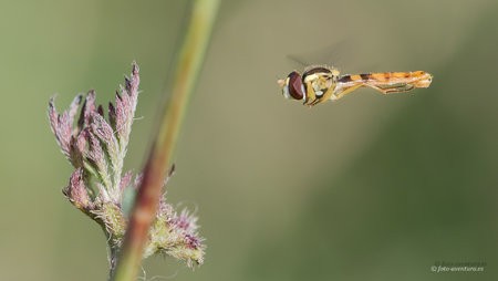 2017-05-28_Pego_marjal_0443.jpg