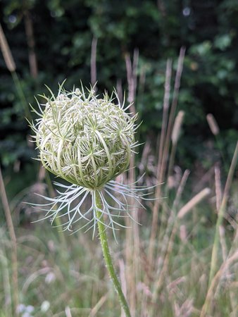 PXL_20210727_180239215.jpg