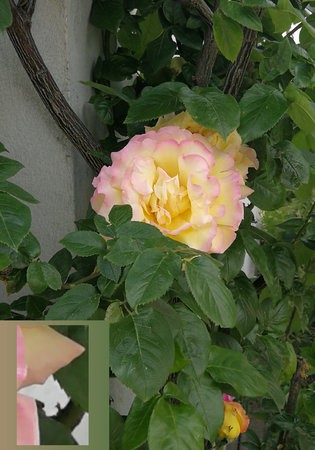 IMG_20210612_152443.jpg