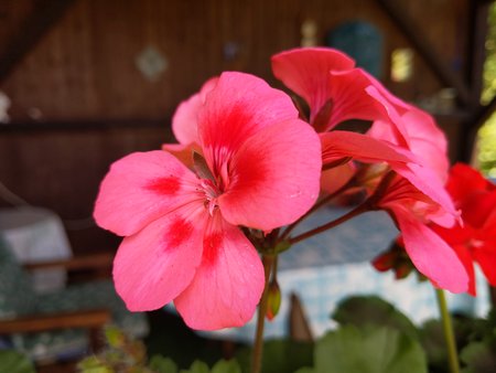 IMG_20210530_144109.jpg
