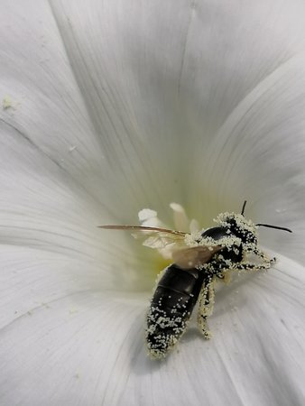 Biene IMG_20210816_102444.jpg