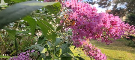 IMG_20210821_171400.jpg