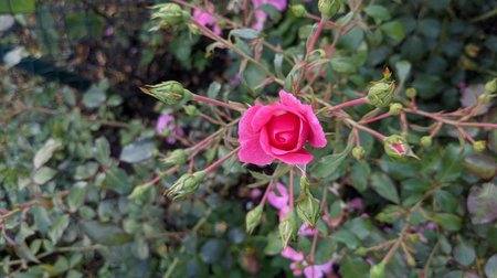 p1.jpg p1.jpg