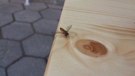 bee.jpg