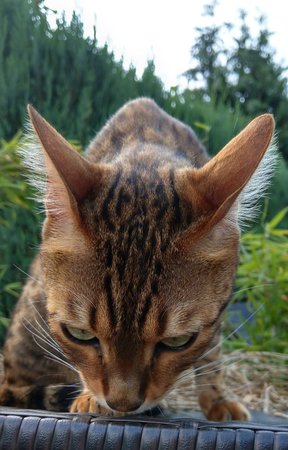 0-cat2.jpg