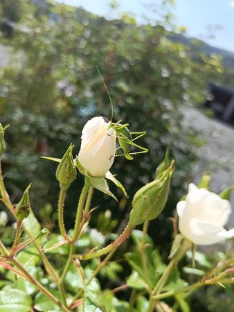 IMG20210904115352.jpg
