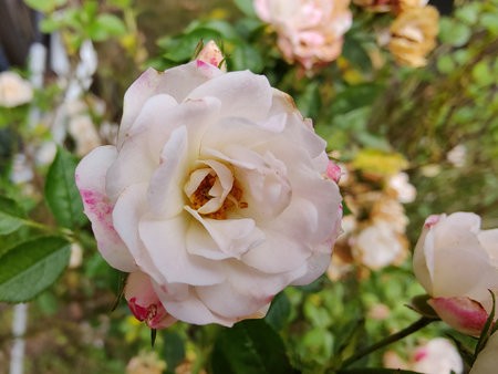 IMG_20210927_122529.jpg