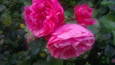 IMAG0047.jpg