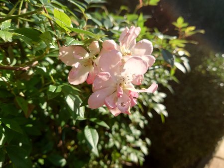 In der Hecke.JPG