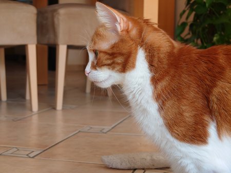 Kater in echt.JPG