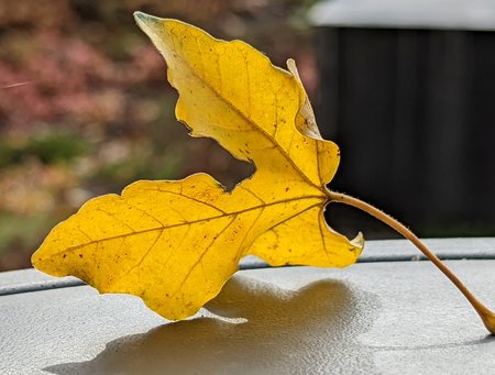 PXL_20211027_102914652.jpg