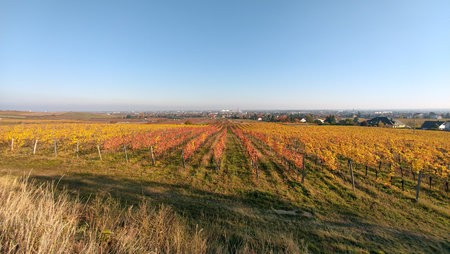 IMG_20211030_152956_1.jpg