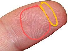 220px-Fingerbeere.scharf~2.jpg