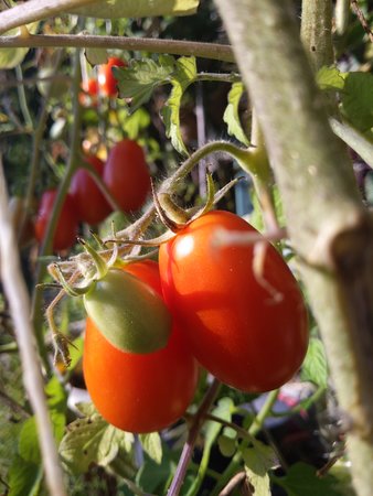 Tomate0001.jpg