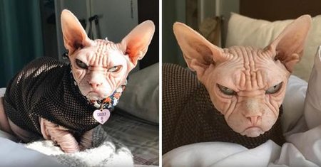 Katze.jpg