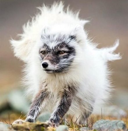ich_habe_letzte_nacht_meine_haare_gewaschen_4316~2.jpg