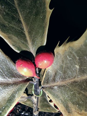 Macro indoor flash colour.jpg