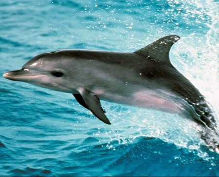 flipper-15.jpg