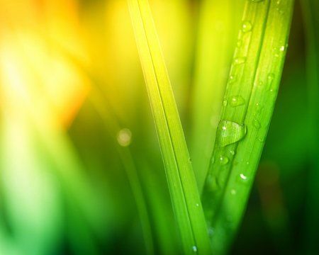 wallpaper_leaf.jpg
