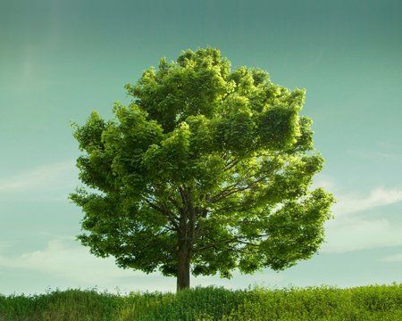 wallpaper_tree.jpg