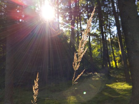 Gegen Sonne 0001.jpg