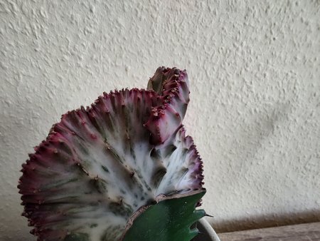 IMG_20220318_143756480_HDR.jpg