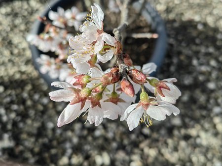2022-03-18_Auf-unserer-Terrasse-blueht-es_02.jpg