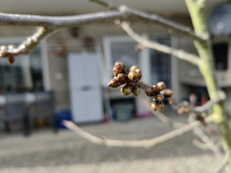 2022-03-18_Auf-unserer-Terrasse-blueht-es_03.jpg