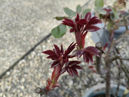 2022-03-18_Auf-unserer-Terrasse-blueht-es_04.jpg