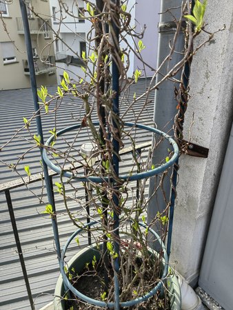 2022-03-18_Auf-unserer-Terrasse-blueht-es_05.jpg