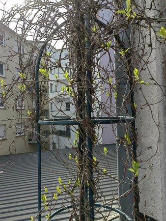 2022-03-18_Auf-unserer-Terrasse-blueht-es_06.jpg