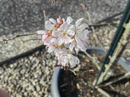2022-03-18_Auf-unserer-Terrasse-blueht-es_08.jpg