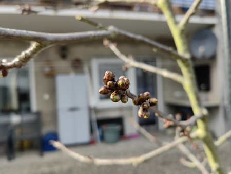 2022-03-18_Auf-unserer-Terrasse-blueht-es_09.jpg