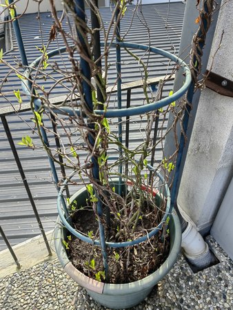2022-03-18_Auf-unserer-Terrasse-blueht-es_10.jpg