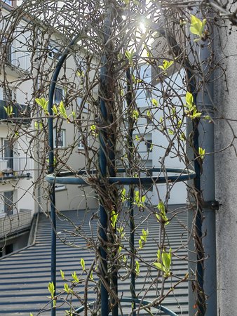 2022-03-18_Auf-unserer-Terrasse-blueht-es_11.jpg