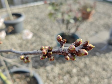 2022-03-18_Auf-unserer-Terrasse-blueht-es_12.jpg
