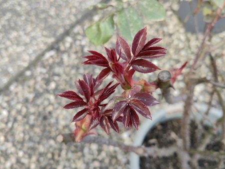 2022-03-18_Auf-unserer-Terrasse-blueht-es_13.jpg