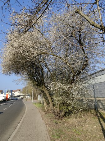 2022-03-19_Auf-dem-Weg-zu-dm-und-Aldi_05.jpg