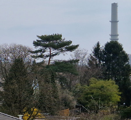 2 crop from 12.5MP downscale of 50MP out-of-S22 JPG.jpg