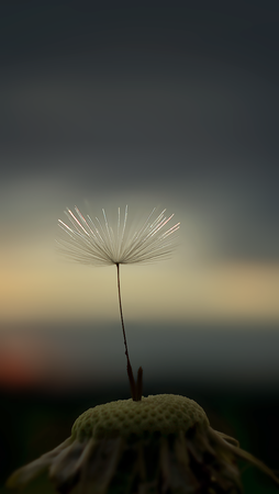 Pusteblume.png