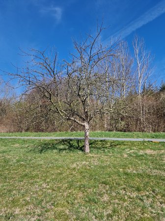 Baum Foto.jpg