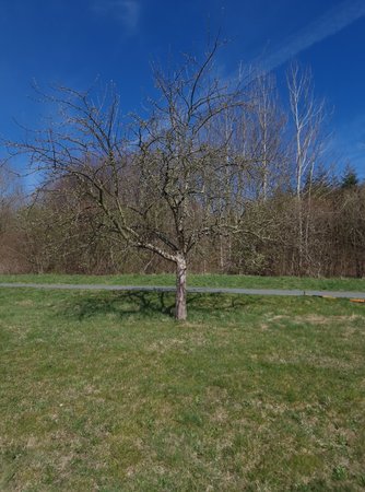 Baum Pro e.jpg