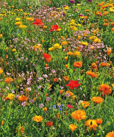 rasendoktor-blumenwiese-widerstandsfaehige.jpg