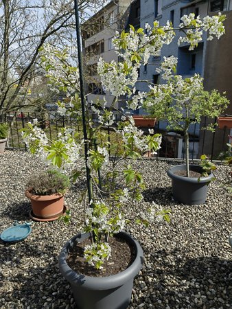 2022-04_Auf-unserer-Terrasse-blueht-und-grünt-es_01.jpg