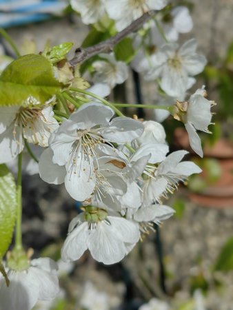2022-04_Auf-unserer-Terrasse-blueht-und-grünt-es_02.jpg