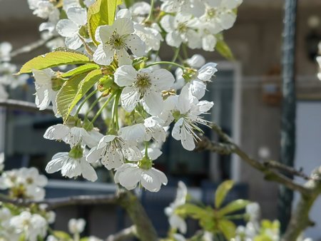 2022-04_Auf-unserer-Terrasse-blueht-und-grünt-es_06.jpg