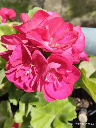 IMG20220429152341.jpg