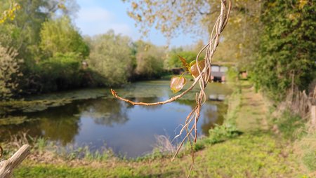 Bokeh Effekt am See.jpg