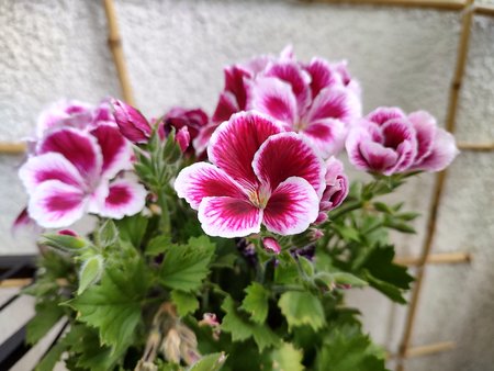 IMG_20220521_162827343_HDR.jpg