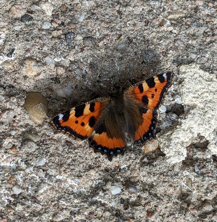 Kleiner Fuchs photo_2022-05-21_18-16-12.jpg